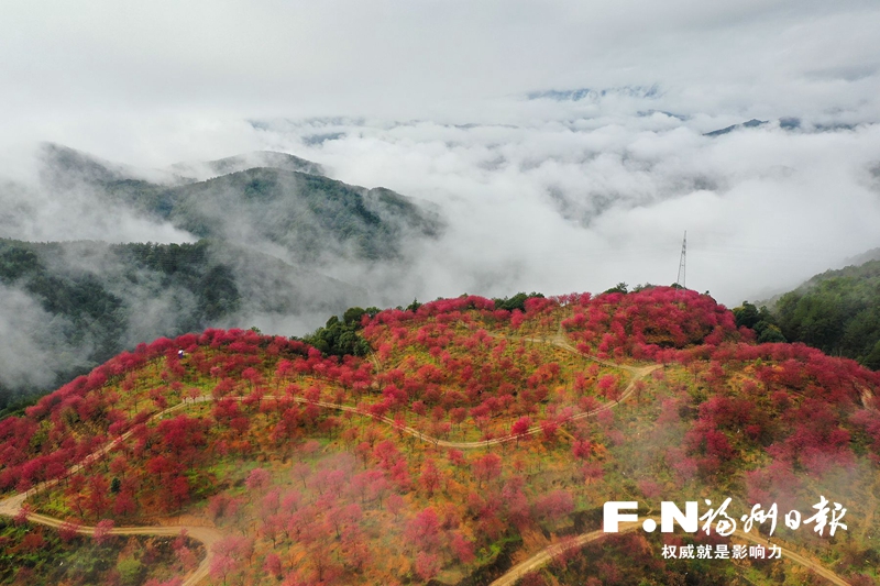 闽侯:千亩樱花映大湖 迎来游客送走特产