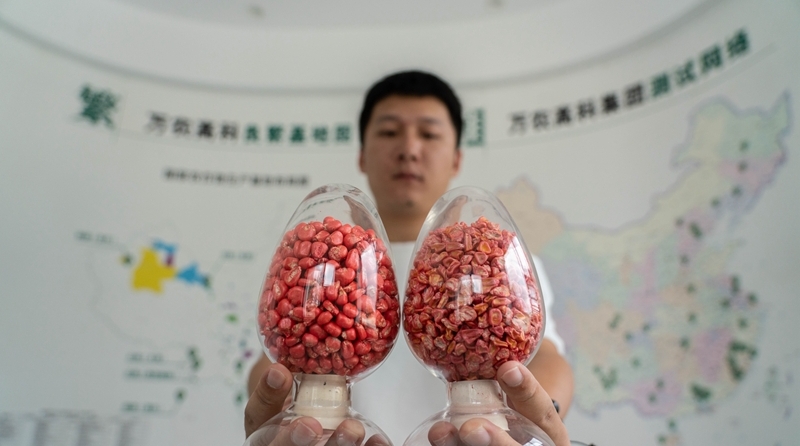 一粒种子改变一座岛 琅岐探索种业创新路径促进乡村振兴 一粒种子改变一座岛 琅岐探索种业创新路径促进乡村振兴