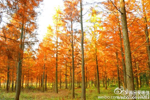 到哪欣赏福州隆冬最美景致?观景微地图带你寻找