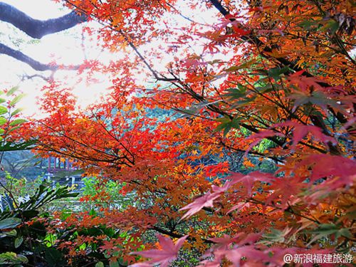 到哪欣赏福州隆冬最美景致?观景微地图带你寻找