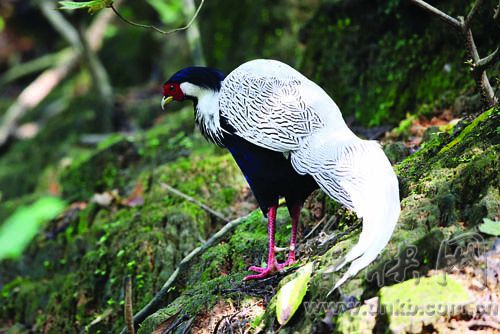 福州最全观鸟路线图新鲜出炉 20处观鸟点布榕城