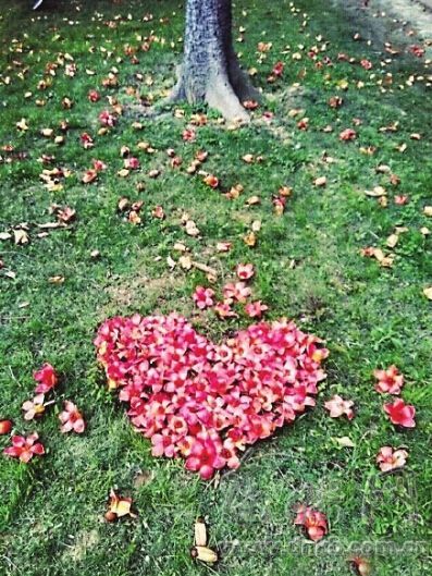 福州木棉花期到5月10日左右 适合煮粥煲汤做凉茶