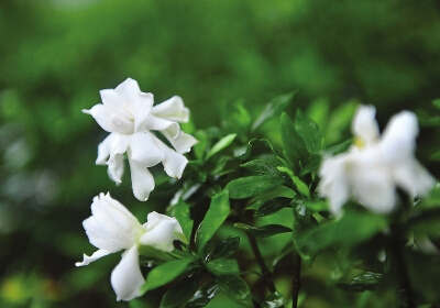 榕城路边栀子花开少人识 勾起市民童年美好记忆
