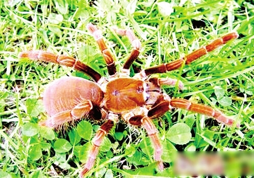 成年铁锈红巴布足,展达十九厘米(资料图)