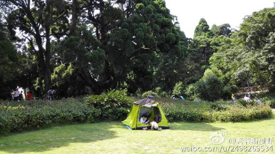 鼓岭柳杉王公园游客乱支帐篷 最美公路停满轿车