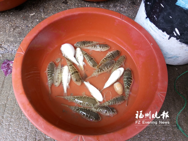 品种优良却未列入“解禁”名单 闽产河鲀遇尴尬