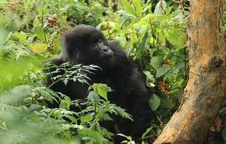 (国际·图文互动)(1)通讯:非洲火山下的野保接力