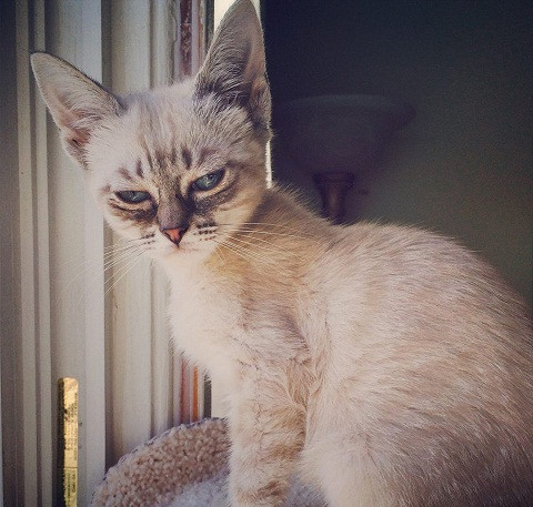 “皱眉猫”走红网络网友称全身卷毛似爱因斯坦