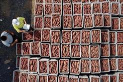 (社会)(1)河北滦南:发展特色农业促增收