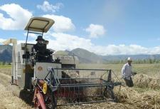 (经济)(1)拉萨曲水:高原秋收忙