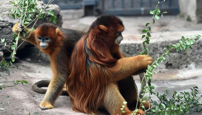 (社会)(1)“国宝”川金丝猴与重庆市民见面