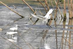(环境)(1)都市鹭鸟飞