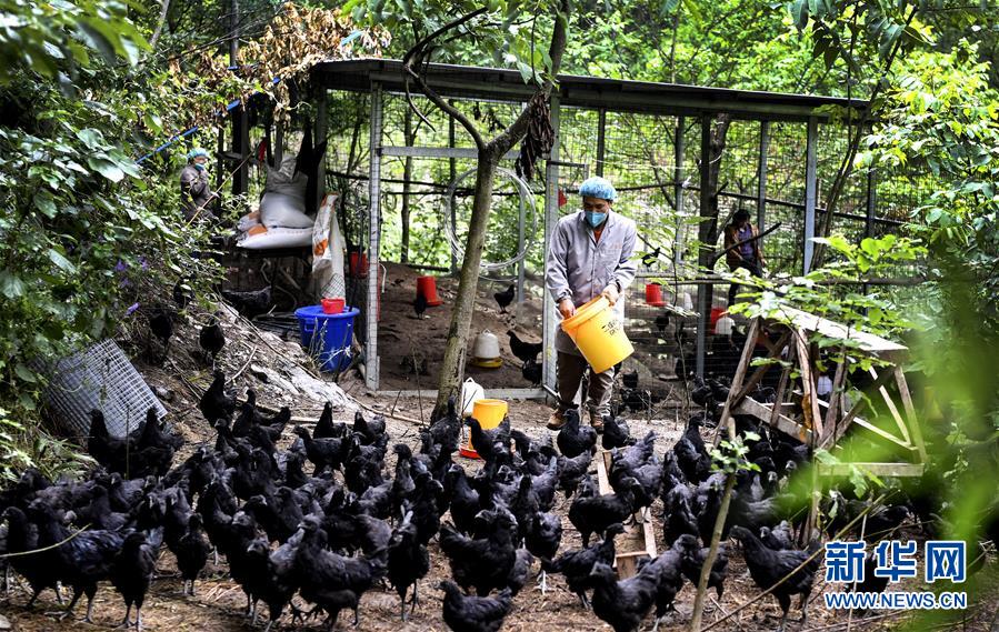 (经济)(1)“略阳乌鸡”变“凤凰” 助力乡亲奔小康