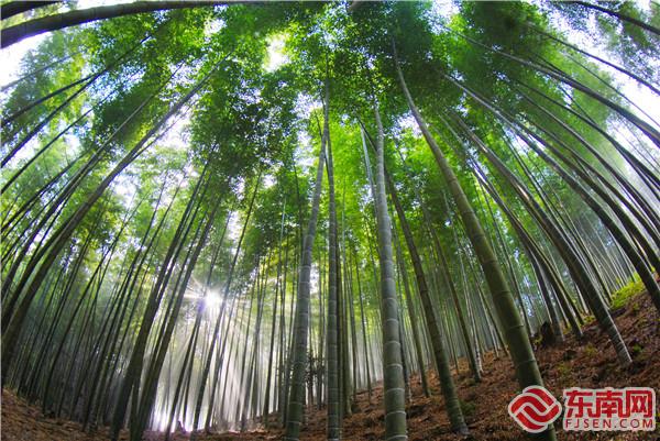 位于永安市上坪乡的福建竹子现代科技园区.jpg 位于永安市上坪乡的福建竹子现代科技园区.jpg