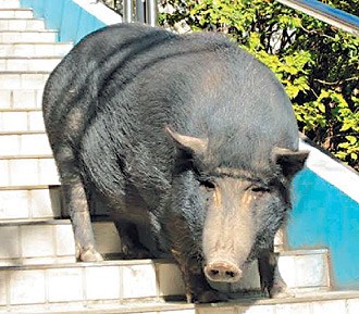 台湾一小学山猪“副校长”死亡引学生泪别(图)