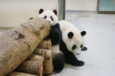 台北动物园“萌主”消夏大熊猫圆仔悠闲吹冷气(图)