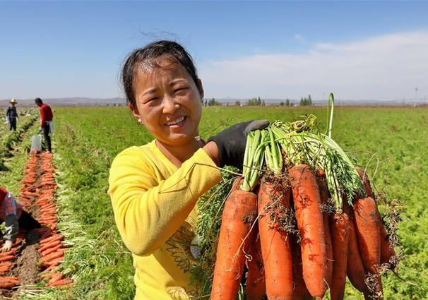 (经济)(3)河北张家口:金秋收获丰