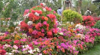 北京世园会迎来