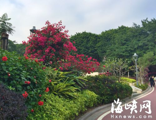 金鸡山三角梅“花开三季”才过关　明年春节开花