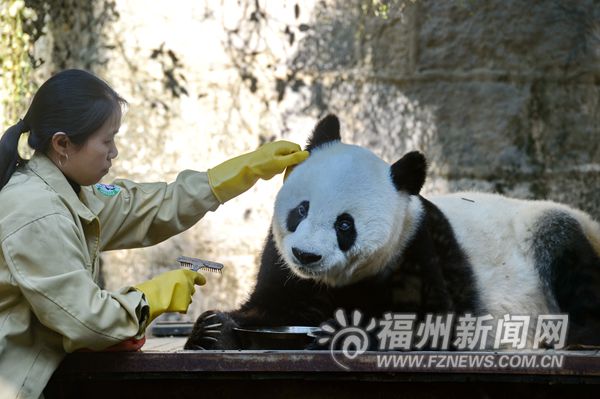 福州明星大熊猫巴斯35岁啦！庆生活动于明日举行