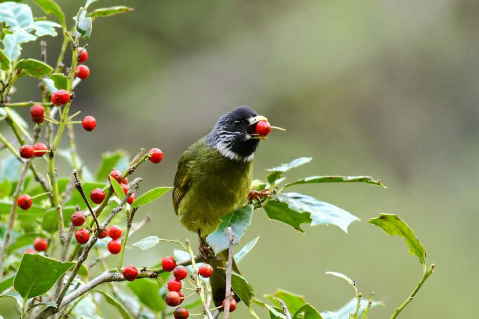 鼓岭7年记录到121种鸟类　包括国家二级保护动物