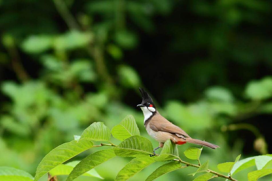 鼓岭7年记录到121种鸟类　包括国家二级保护动物