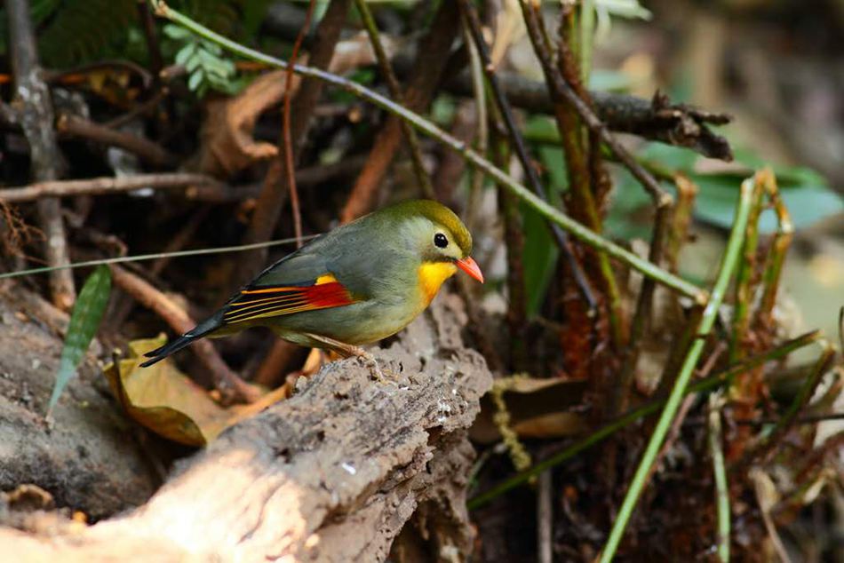 鼓岭7年记录到121种鸟类　包括国家二级保护动物