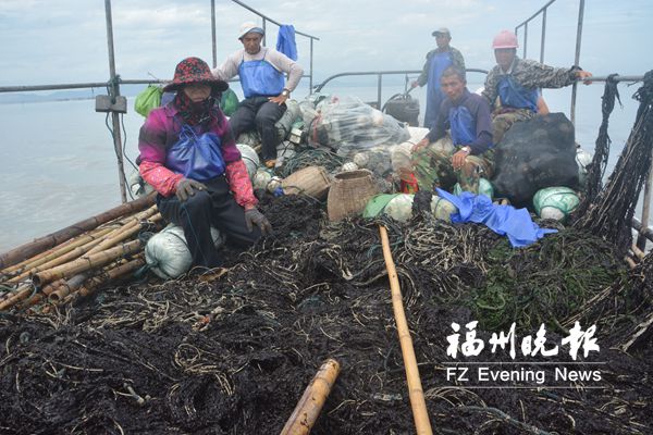 50亩头水紫菜遭恶意破坏　福清养殖户损失超百万