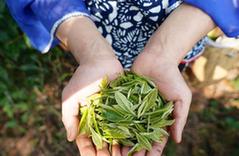 （社会）（3）江西崇义：高山有机茶助力精准扶贫