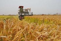 （经济）（1）河北秋粮收获接近尾声