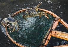 （经济）（3）生态河蟹铺就乡村致富路