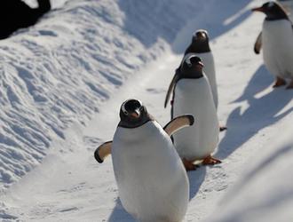 （社会）（1）冰城哈尔滨 企鹅玩雪萌