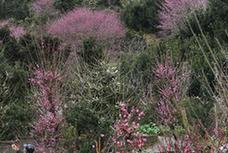 （社会）（3）梅花迎新春