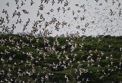 （环境）（3）海南东寨港现“鸟浪”景观