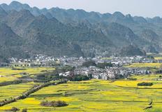 贵州兴义万峰林万亩油菜花竞相开放