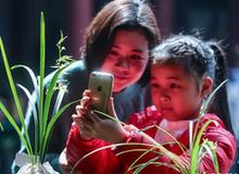 （社会）（1）乡村文化礼堂举办春季“兰花大会”