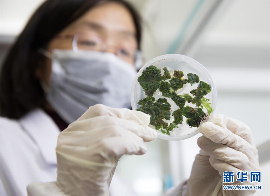 （科技）（2）探访国家猕猴桃种质资源圃