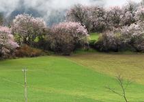 （社会）（3）波密桃花引客来