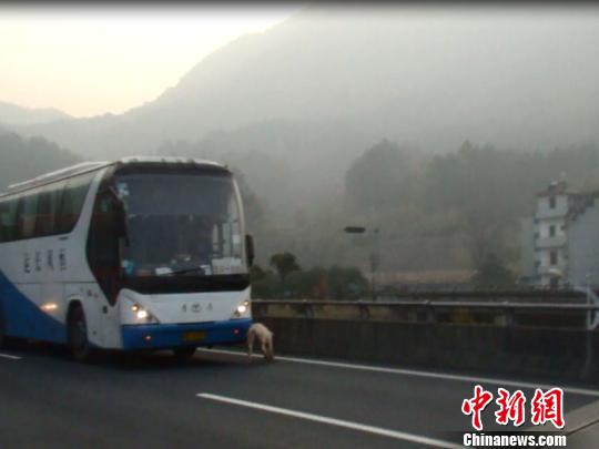 二师兄大闹高速，“逼停”客车 高速交警 摄