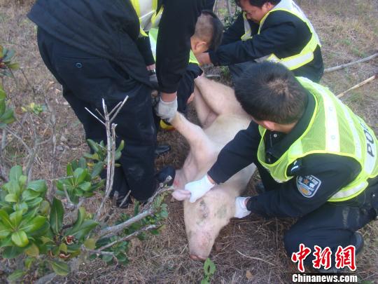 二师兄大闹高速，“逼停”客车 高速交警 摄