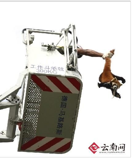 “哎妈呀，我的尾巴！”