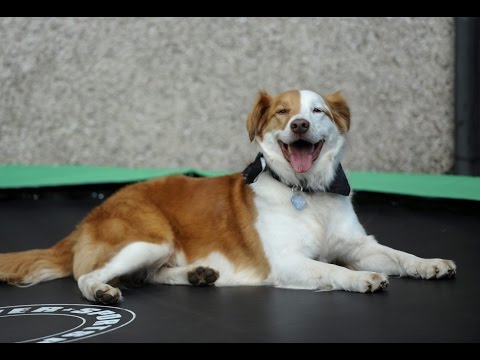 狗急跳墙：宠物狗借蹦床翻墙翘家送主人上班（图）