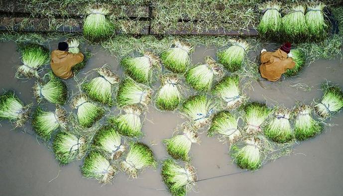 #（社会）（3）江苏南通：节日水芹采收忙