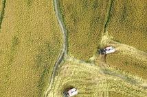 （丰收的味道）（6）热火朝天忙稻收