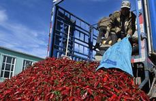 （图文互动）（1）不嗜辣却家家种辣椒——吉林“国贫县”通榆秋收见闻