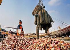 （经济）（1）河北乐亭：扇贝养殖助农增收