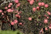 （丰收的味道）（1）金秋时节果飘香