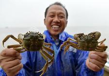 （经济）（1）军山湖大闸蟹进入全面捕捞期