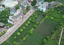 （百城百县百企调研行·图文互动）（2）贵州湄潭：绿浪淘心 茶富万民