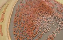 （生态）（3）池杉绘就美丽画卷